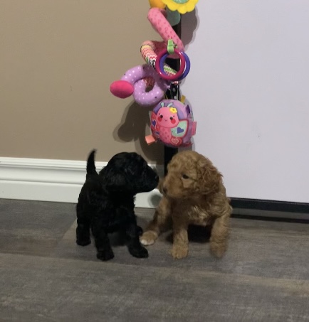 Almaguin Poodles | Peggs Mountain Rd, Burks Falls, ON P0A 1C0, Canada | Phone: (705) 380-5040