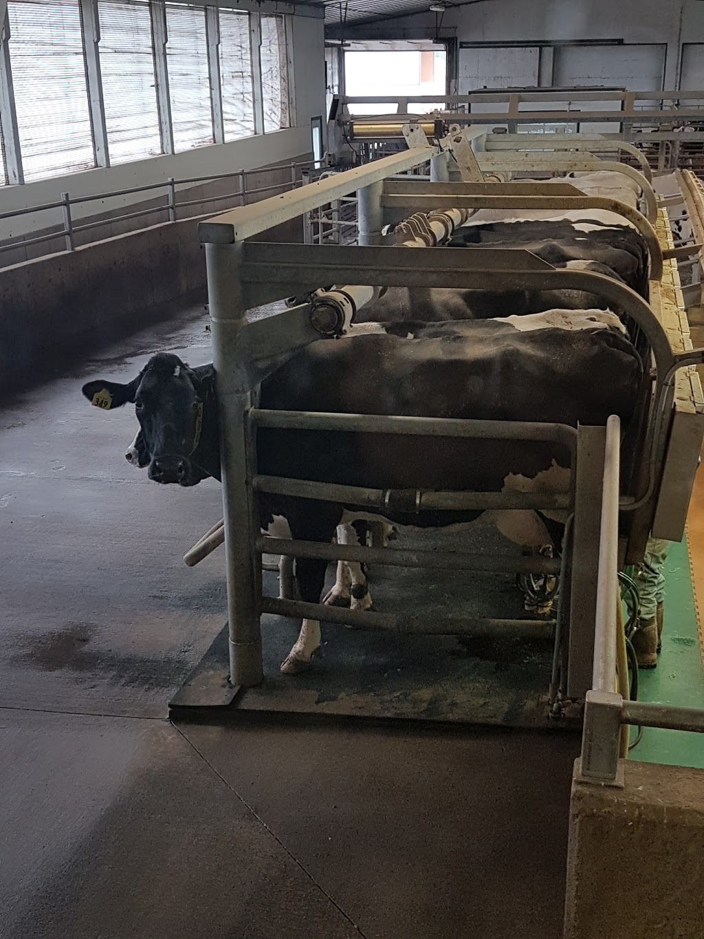Armstrong Manor Farm | 13079 Dixie Rd, Caledon, ON L7C 2M4, Canada | Phone: (905) 838-2402