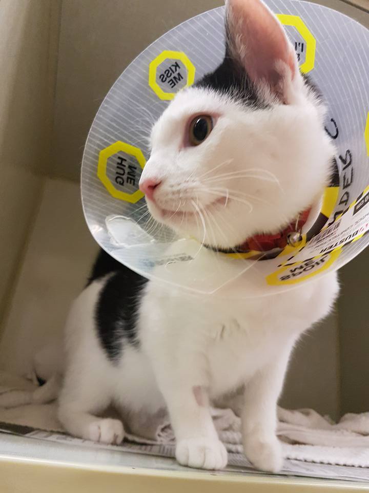 Centennial Animal Hospital | 2747 Pembina Hwy, Winnipeg, MB R3T 2H5, Canada | Phone: (204) 269-8162