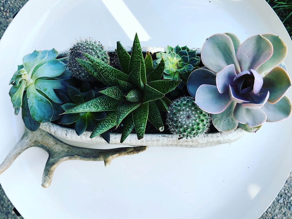 Plant It Modern | 338 Ave E, Foothills No. 31, AB T1S 5N8, Canada | Phone: (403) 669-4651
