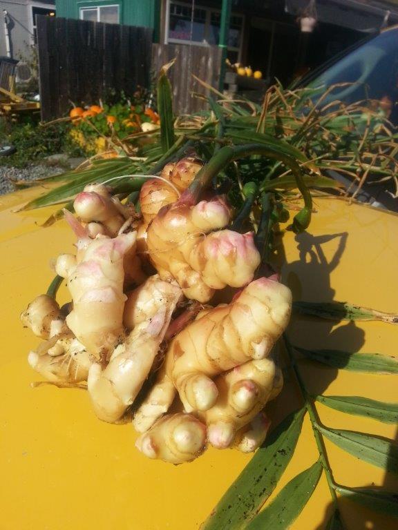 Suntrio Farm Inc | 8214 E Saanich Rd, Saanichton, BC V8M 1T5, Canada | Phone: (250) 652-1003
