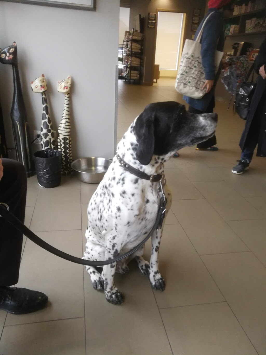 VCA Canada Don Mills Veterinary Practice | 25 Scarsdale Rd, North York, ON M3B 2R2, Canada | Phone: (416) 444-8495