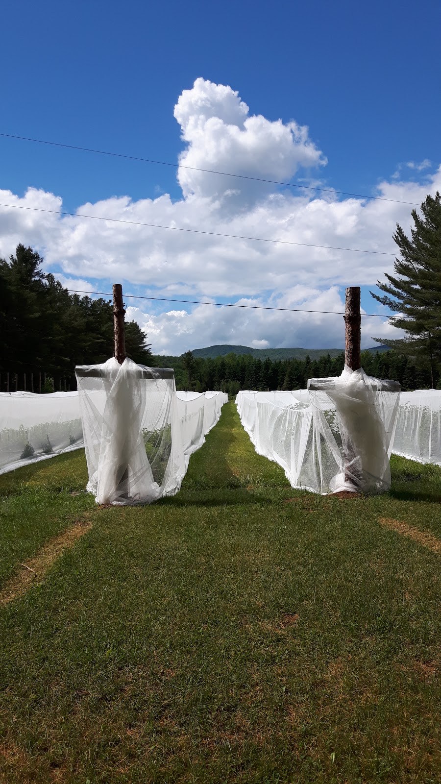 Aux Champs Mère-Terre | 35 Chem. Fontaine, Mansonville, QC J0E 1X0, Canada | Phone: (450) 525-3546