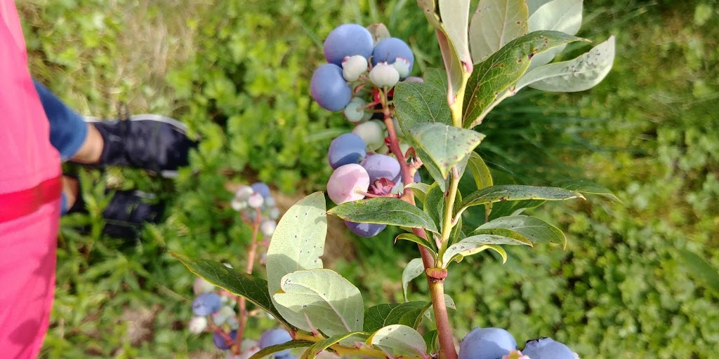 RussLynn Blueberries | 28494 Townshipline Rd, Abbotsford, BC V4X 1P1, Canada | Phone: (604) 309-8728