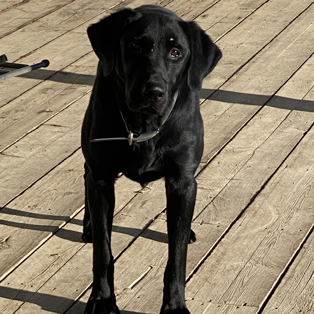Club Mead Labradors | 2021 10 ave, Spruce View, AB T0M 1V0, Canada | Phone: (780) 387-0413