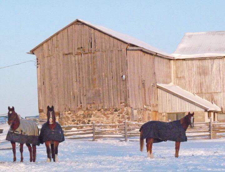 Antioch Hill Equine Retirement | 1955 Concession Rd 7, Sunderland, ON L0C 1H0, Canada | Phone: (705) 357-3050