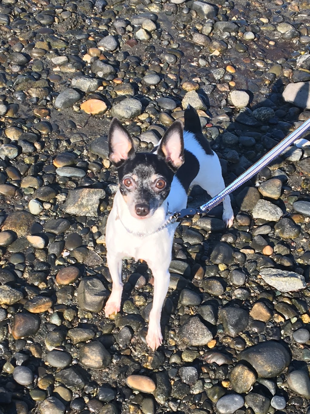 DELTA PET CARE | 5309 9 Ave, Delta, BC V4M 1V8, Canada | Phone: (604) 670-4171