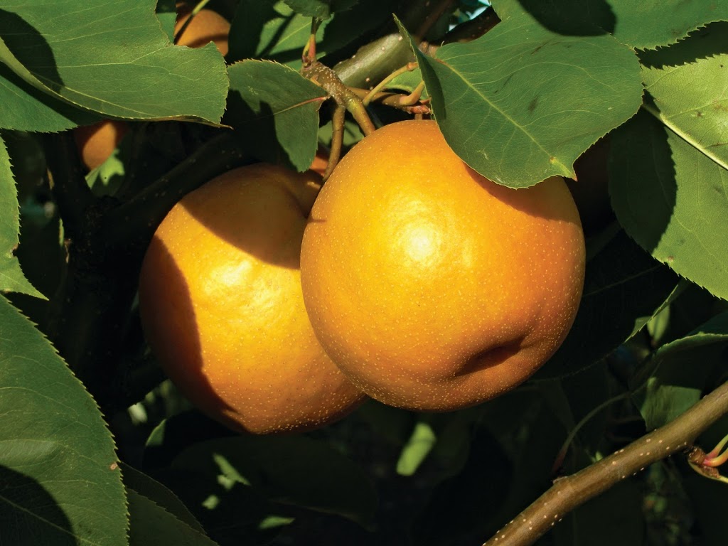 Whiffletree Farm and Nursery | 6987 8 Line W, Elora, ON N0B 1S0, Canada | Phone: (519) 669-1349