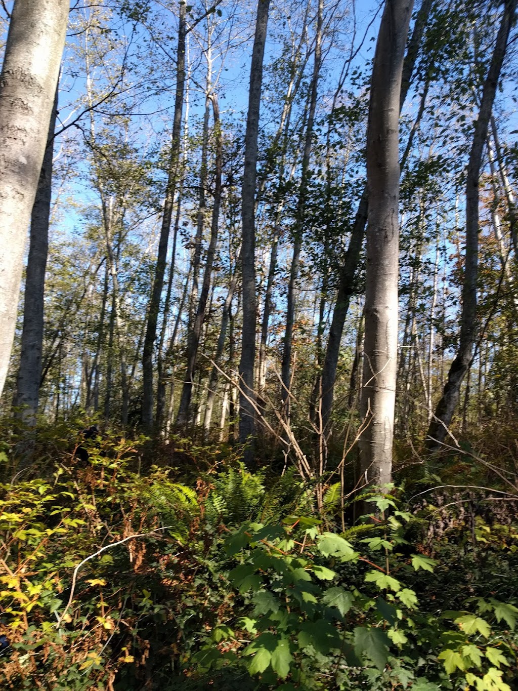Jim Everett Memorial Park | Dalhousie Rd, Greater Vancouver A, BC V6T, Canada