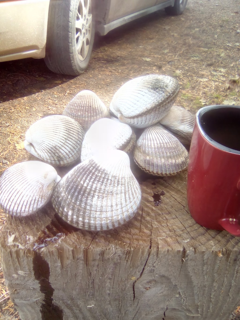 Popeyes Campground | 7591 Jimmy Rd, Saanichton, BC V8M 2E6, Canada | Phone: (778) 426-4491