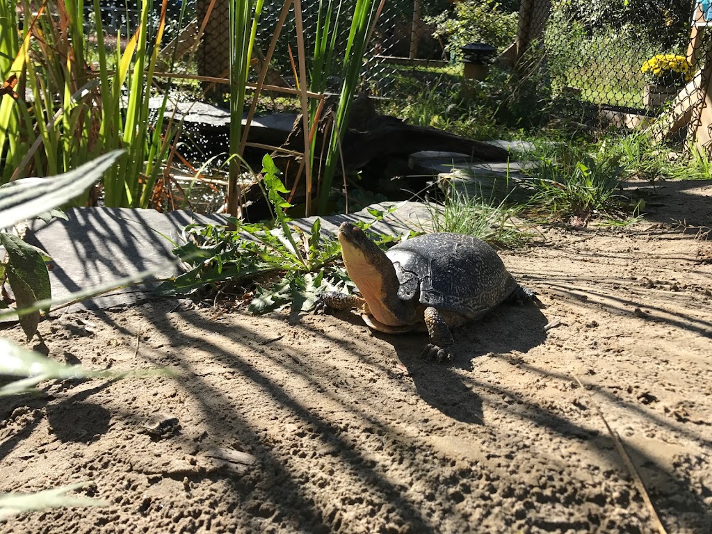Ontario Turtle Conservation Centre | 1434 Chemong Rd #4, Peterborough, ON K9J 6X2, Canada | Phone: (705) 741-5000