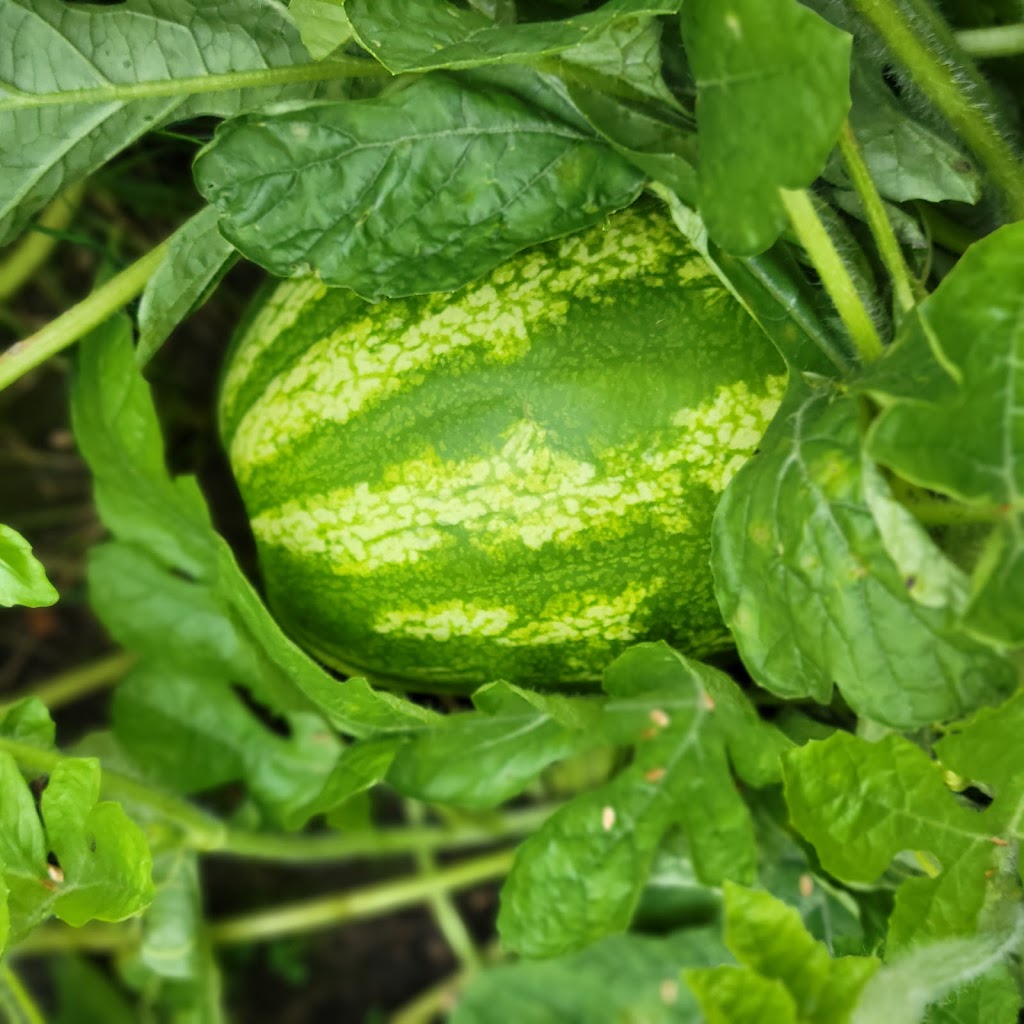 The Gardening Lady | 37 Brookdale Crescent, Whitby, ON L1P 1J4, Canada | Phone: (416) 788-1974