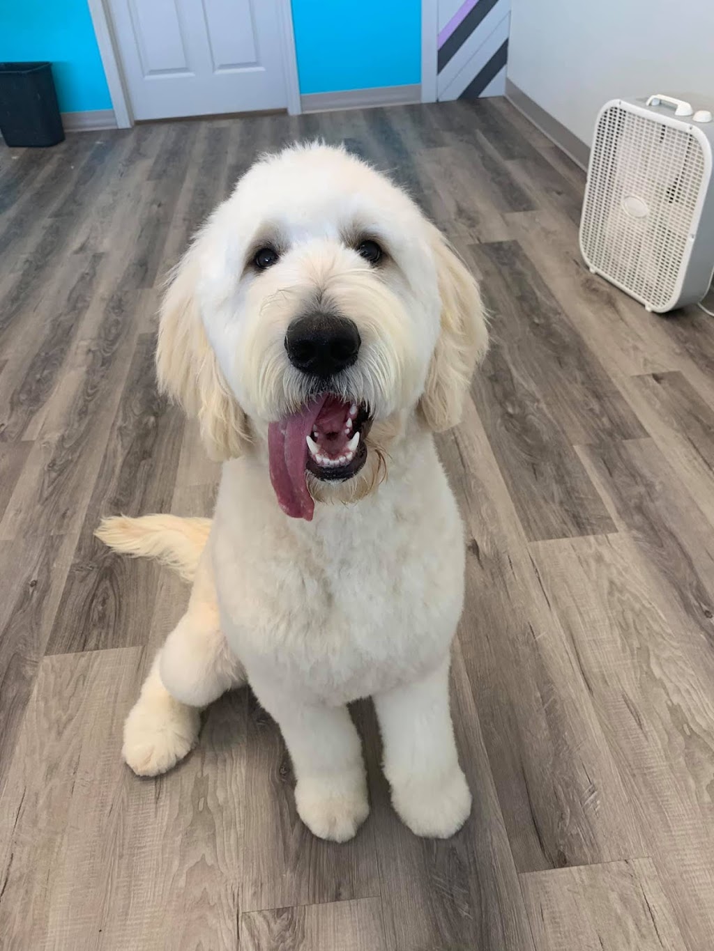 Creative Canine Dog Grooming | 750 Colborne St E Unit 6, Brantford, ON N3S 3S1, Canada | Phone: (519) 304-9247
