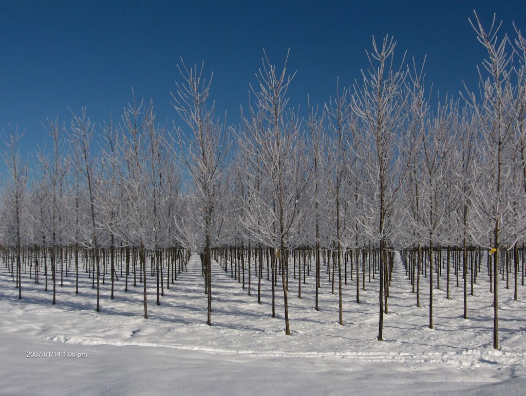 Specimen Trees Wholesale Nurseries Ltd | 18598 Advent Rd, Pitt Meadows, BC V3Y 2G8, Canada | Phone: (604) 465-7122