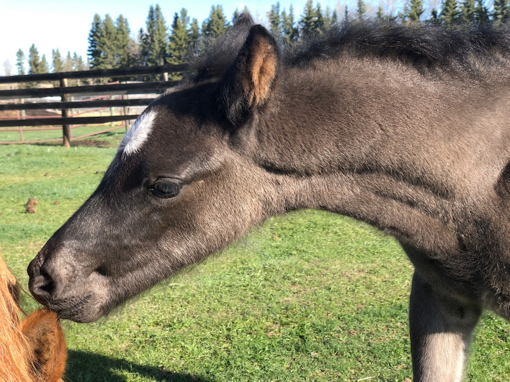Canadian Hay Ranch | 30501 Range Road 45 Mailing address: Box 251, Cremona, AB T0M 0R0, Canada | Phone: (403) 990-1159