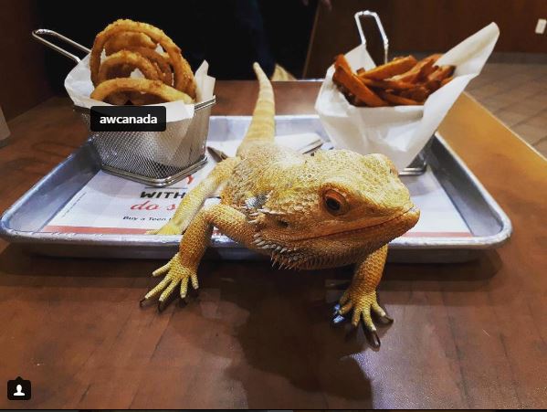 A&W Canada | 1 - 1275 Island Highway South, Nanaimo, BC V9R 7A4, Canada | Phone: (250) 716-0035
