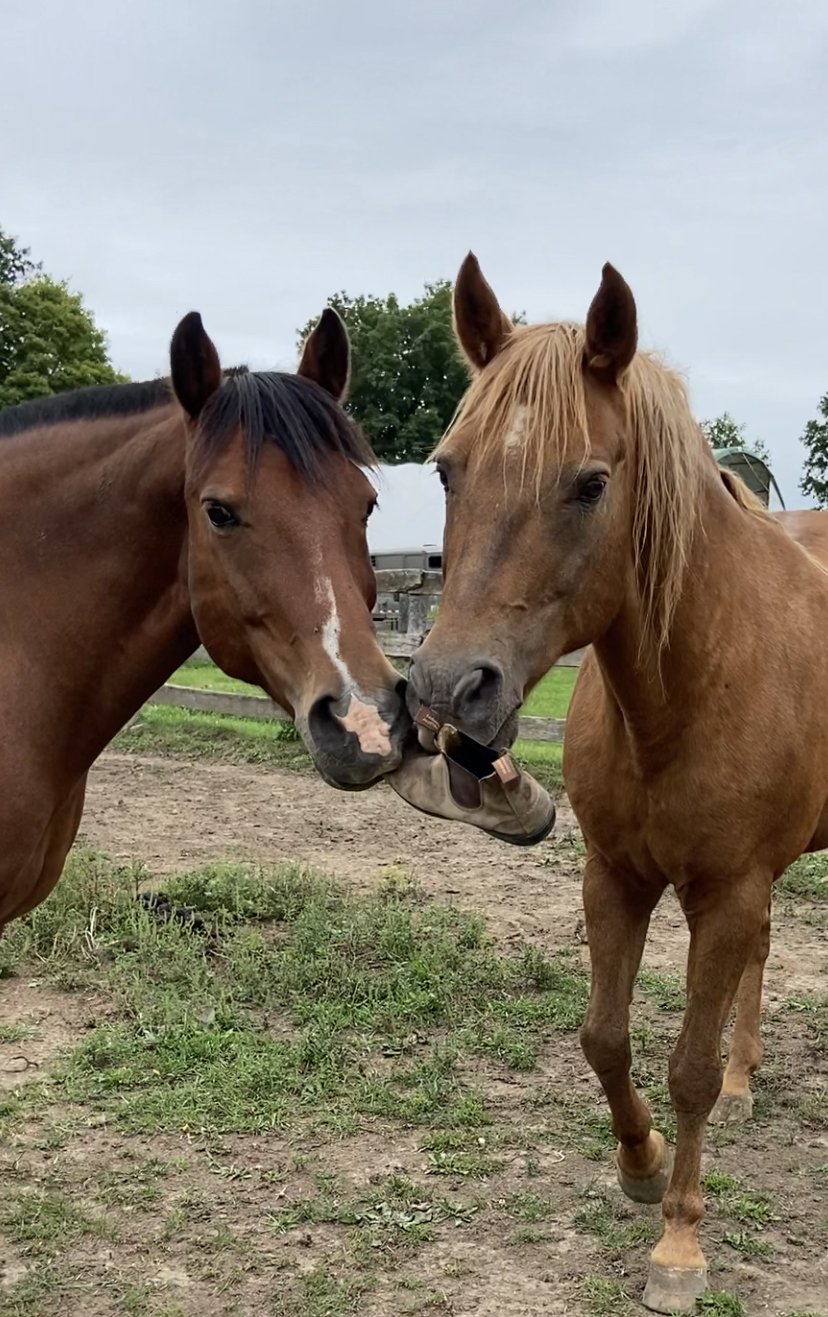 Sunrise Equestrian Centre | 612 Powerline Rd, Trenton, ON K8V 5P7, Canada | Phone: (613) 921-7856