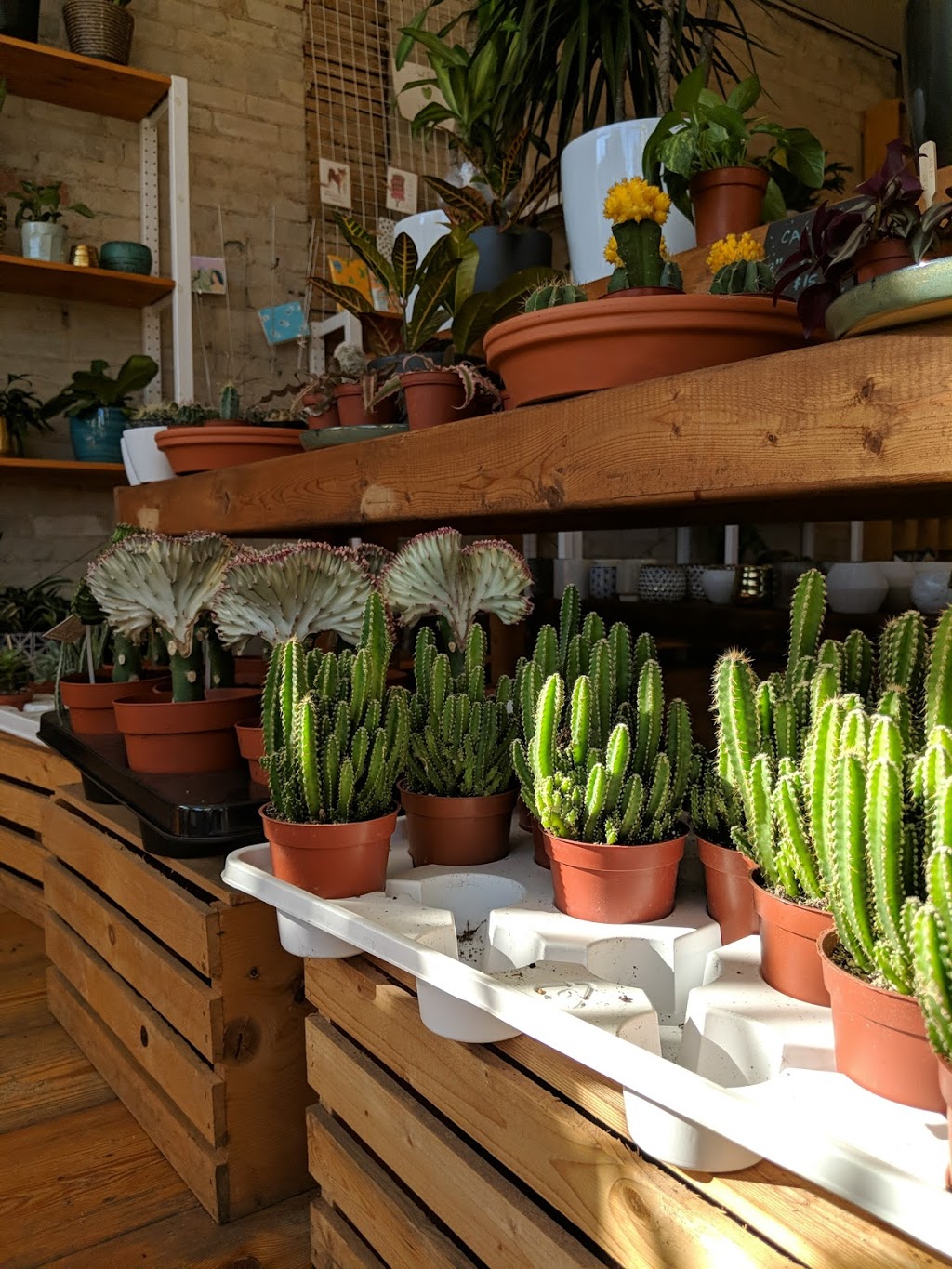 Urban Gardener | 1640 Dupont St, Toronto, ON M6P 3T2, Canada | Phone: (905) 626-6281