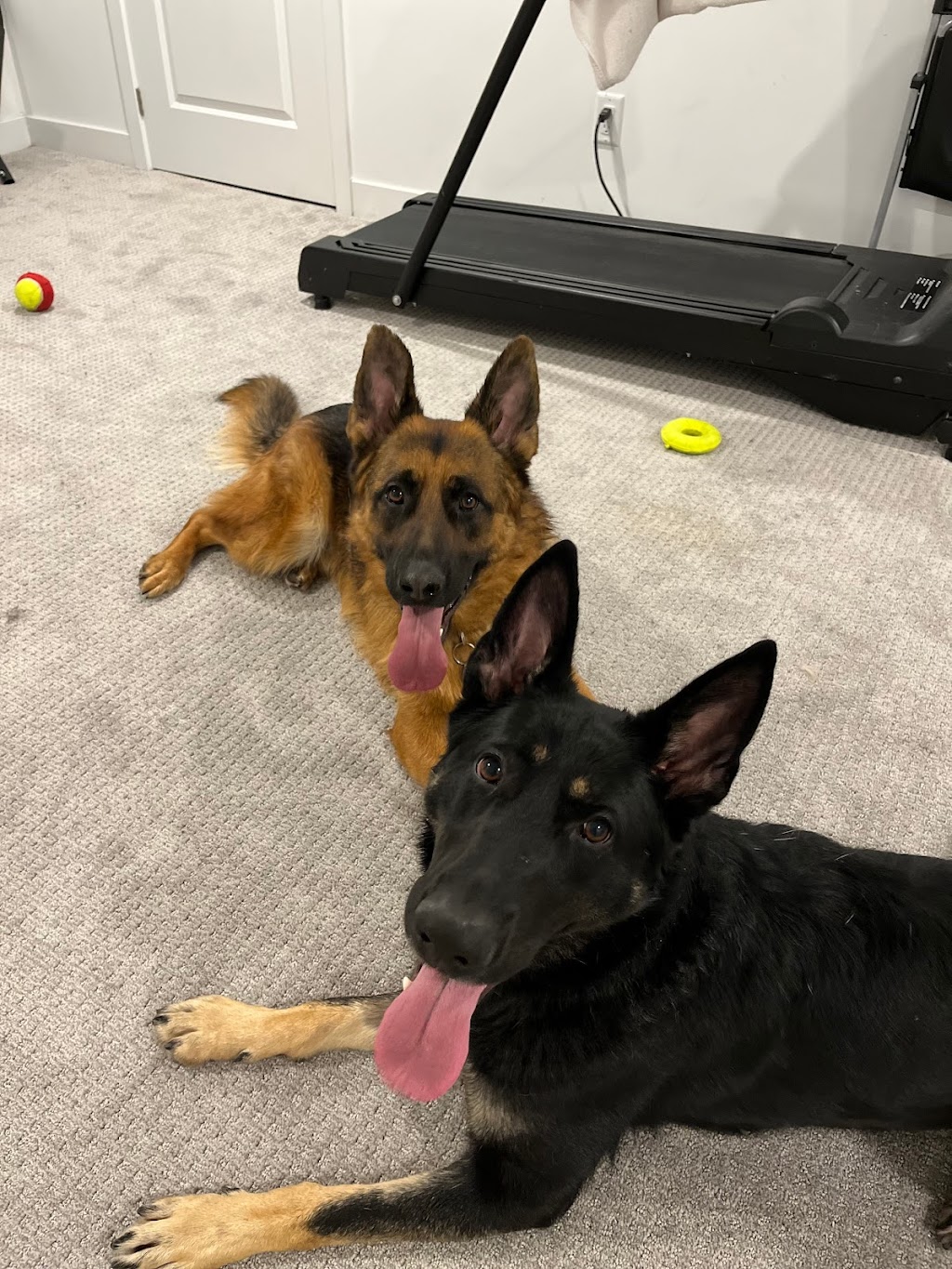 K9 Odyssey Ottawa | 1064 Misty Morning Ln, Greely, ON K4P 1P8, Canada | Phone: (613) 325-2822