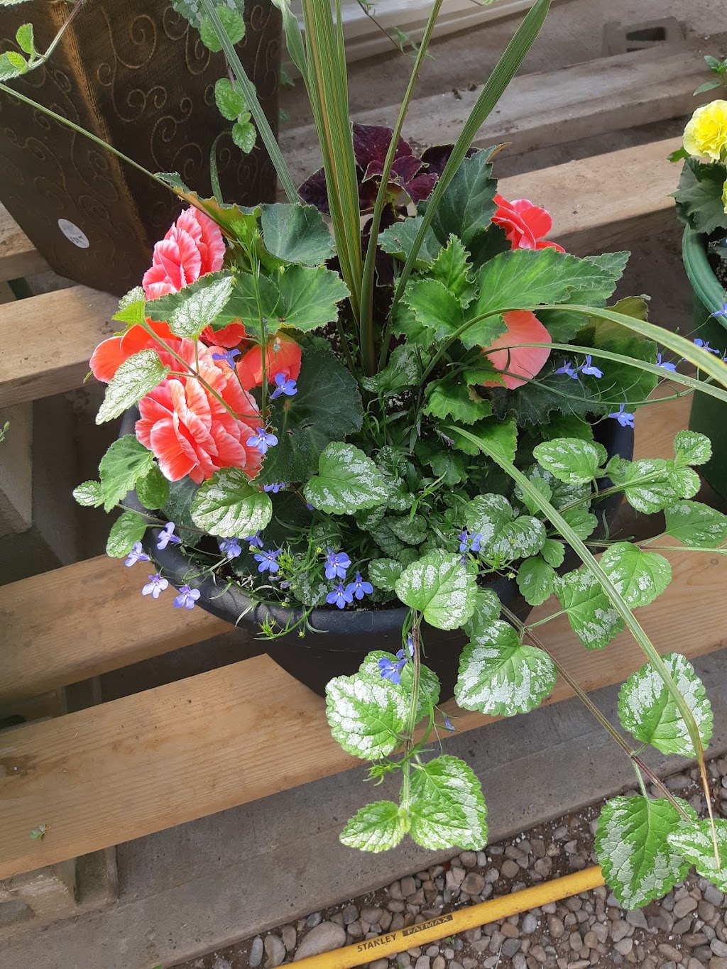 LCJ Greenhouses | 56102 Range Rd 241, Bon Accord, AB T0A 0K4, Canada | Phone: (780) 983-5871