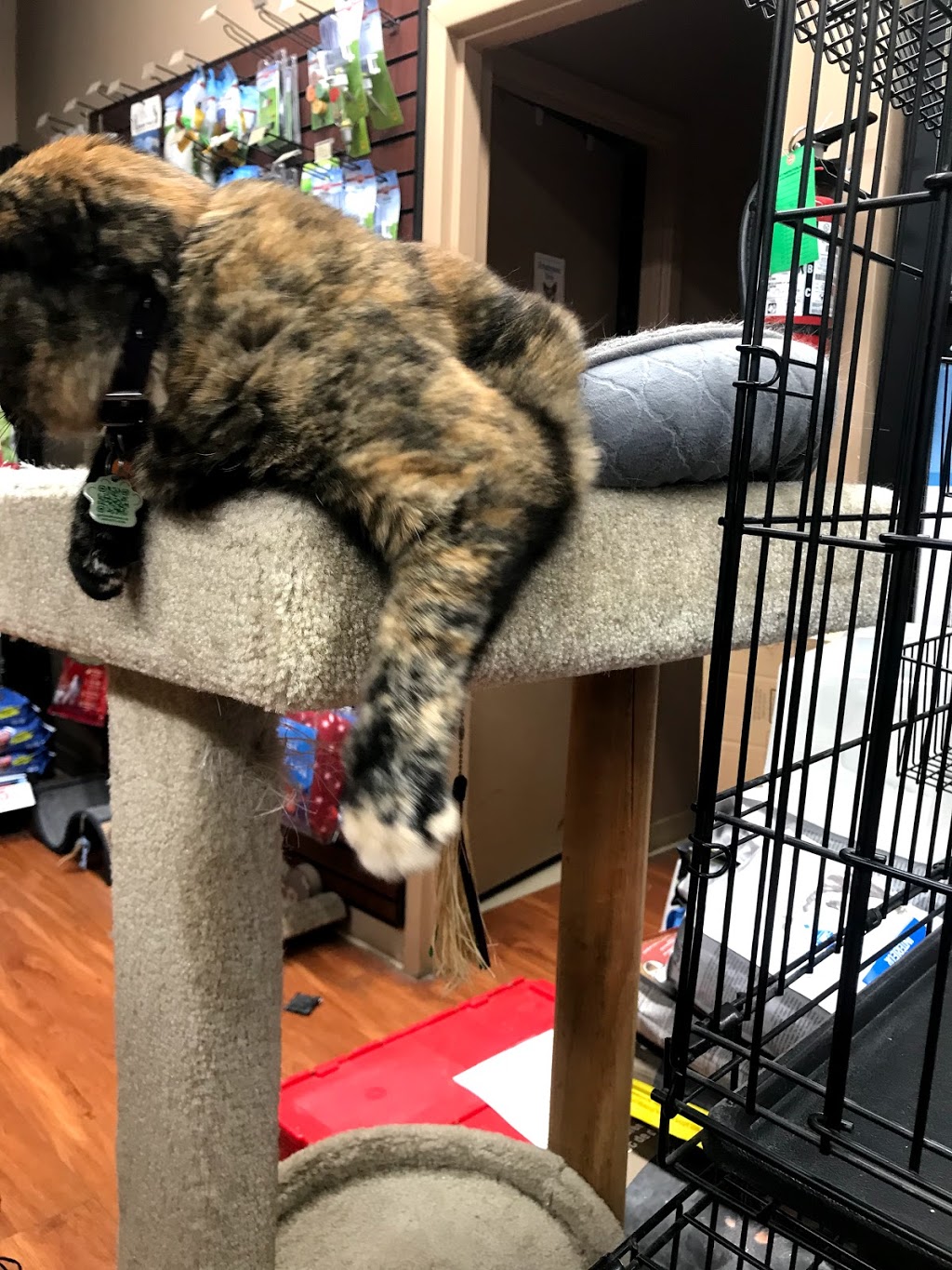 Pet Valu | 1176 King St W, Toronto, ON M6K 1E6, Canada | Phone: (416) 916-1199
