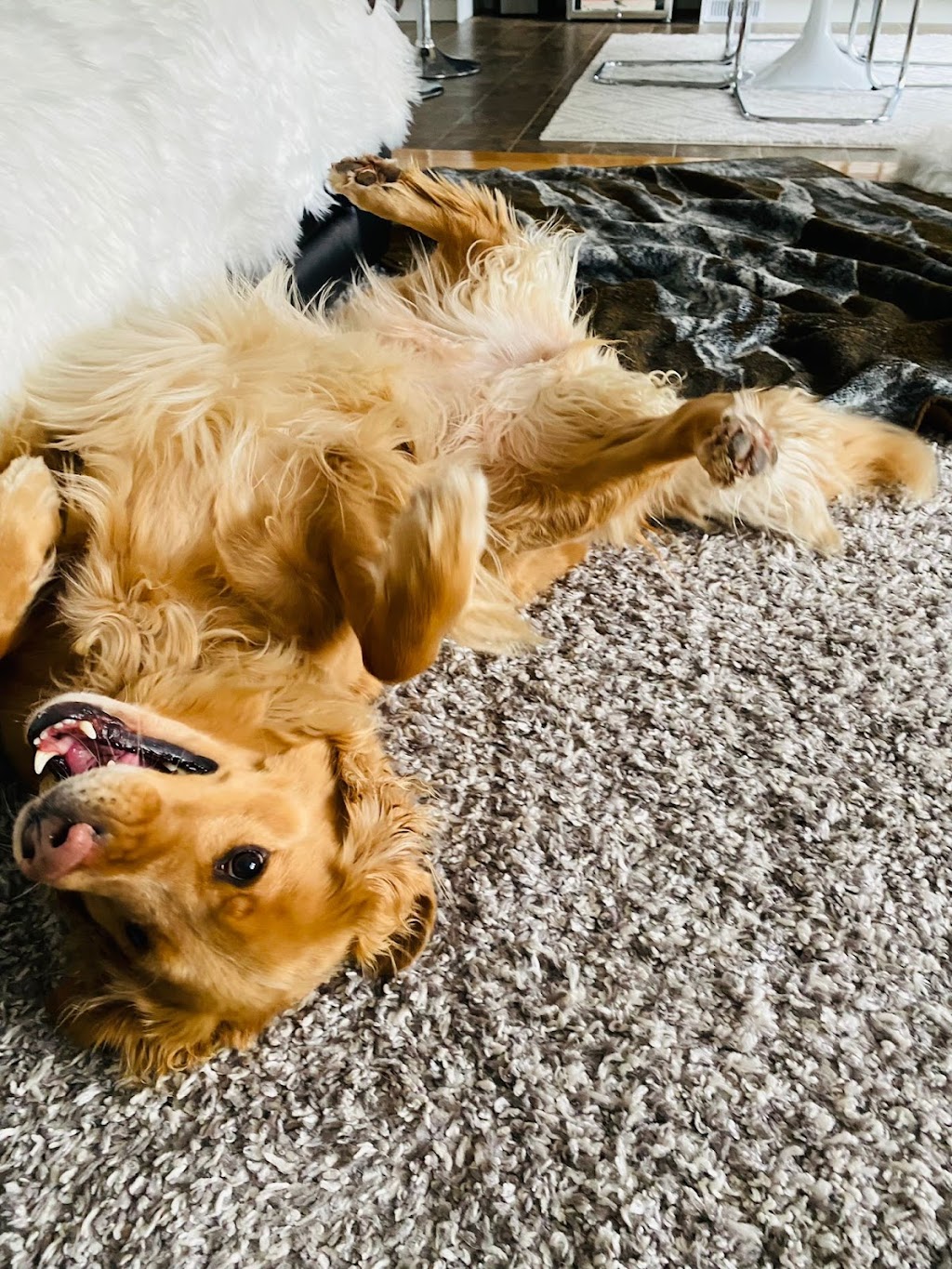 Angies Pawsitive Pet Services | 3409 Lee Ave, Cumberland Beach, ON L0K 1G0, Canada | Phone: (705) 309-5391