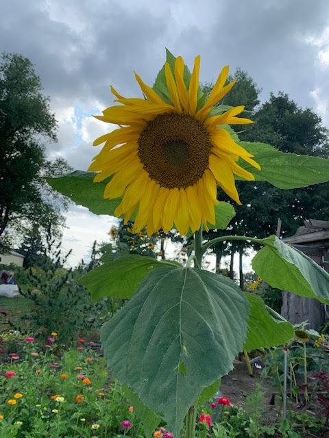 Blooms Away Farm | 6045 10 Line, Erin, ON N0B 1T0, Canada | Phone: (519) 938-0352