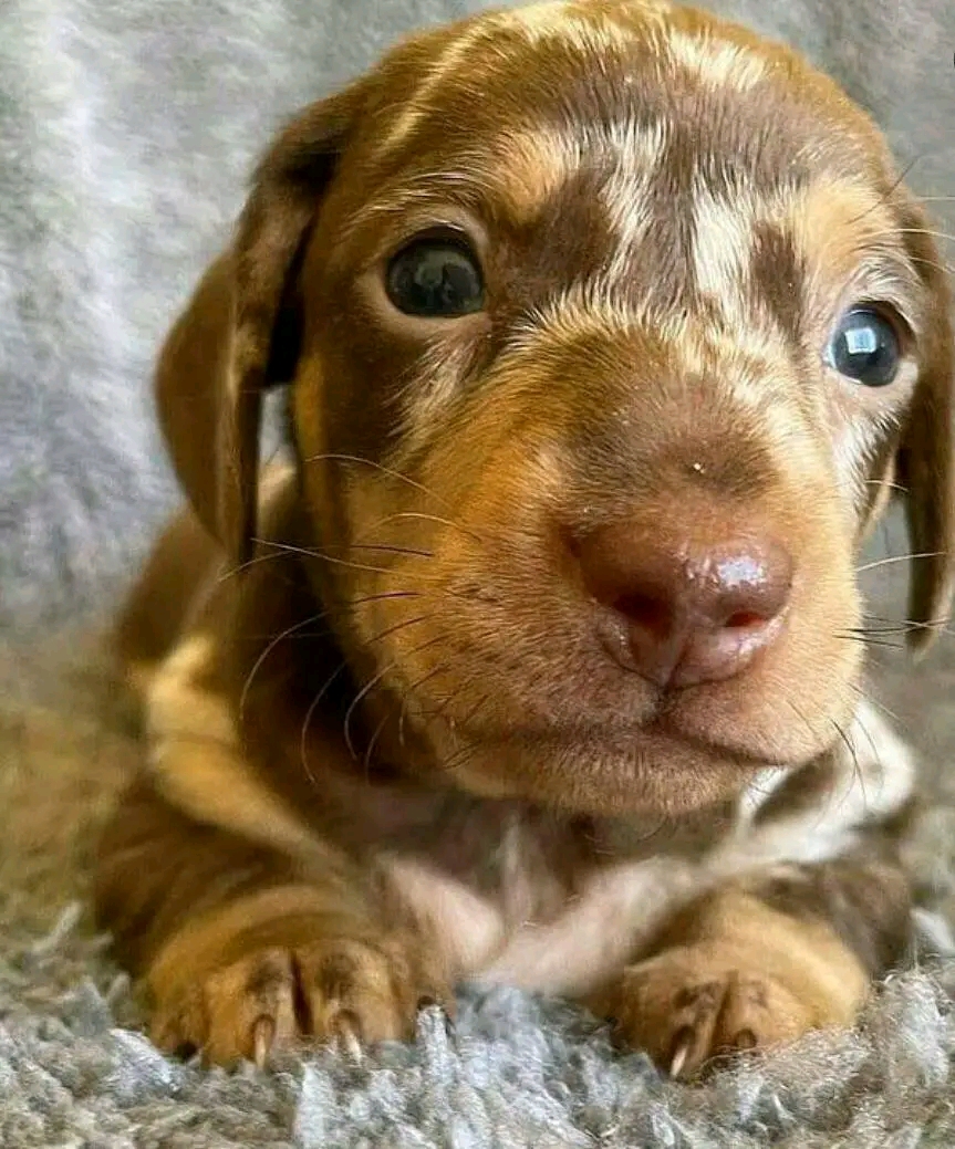 Maria Dachund Puppy Forhome | 5513 Elcho Rd, Wellandport, ON L0R 2J0, Canada | Phone: (416) 242-4378