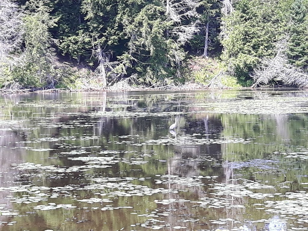 Étang Curtis Ayers Cliff | 450539 Oxford County Rd 6, Embro, ON N0J 1J0, Canada