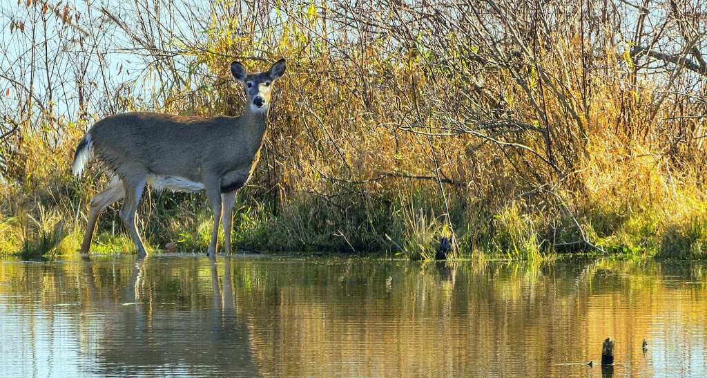Hullett Provincial Wildlife Area | 41378 Hydro Line Rd, Clinton, ON N0M 1L0, Canada | Phone: (519) 482-7011