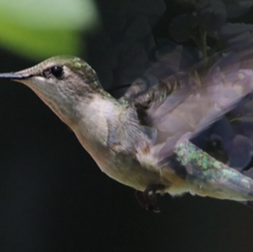 Jardins OColibris | 1768 Montée de la Réserve, Notre-Dame-de-la-Merci, QC J0T 2A0, Canada | Phone: (819) 424-7138
