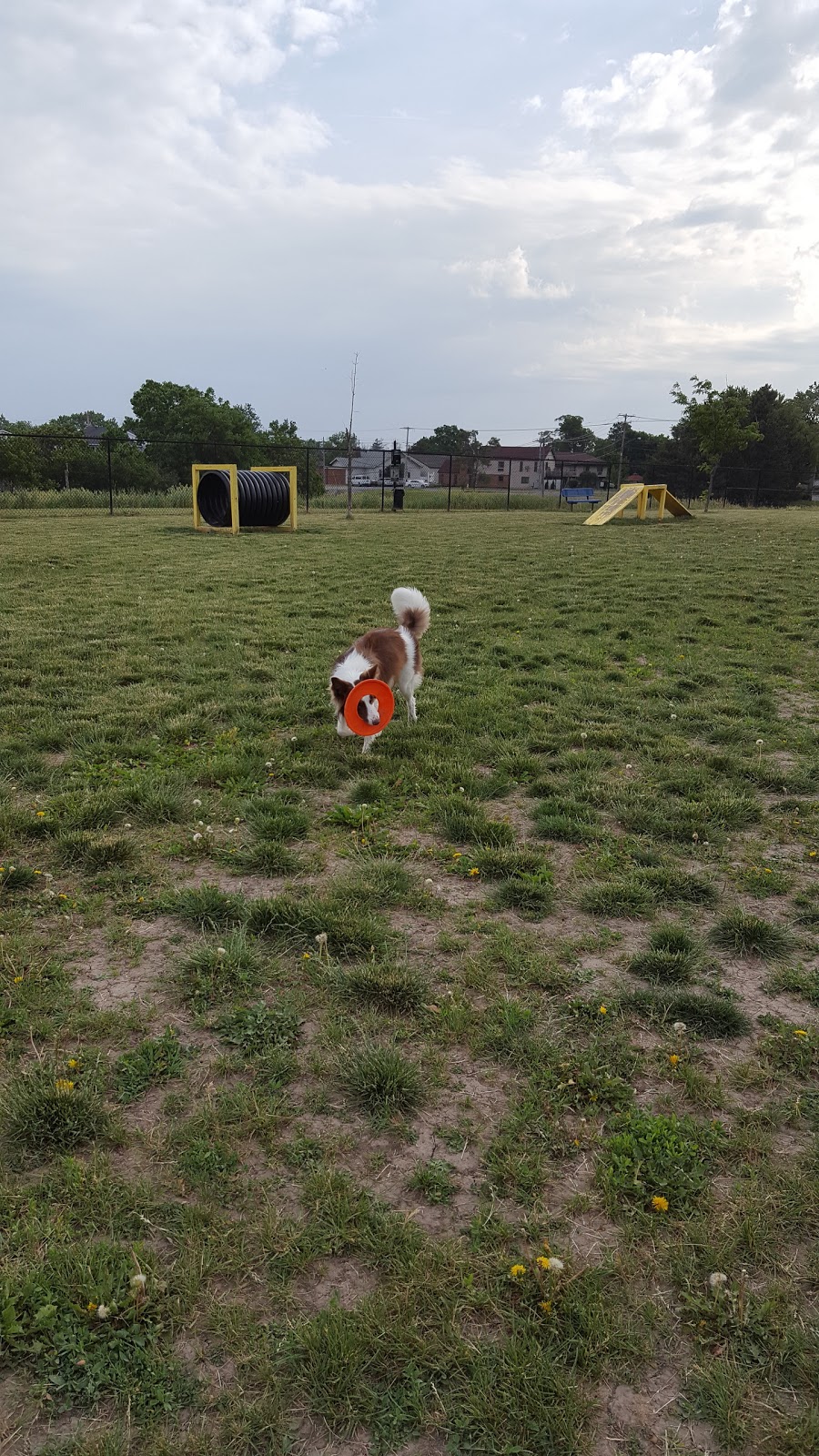 Lewiston Dog Park | Lewiston, NY 14092, USA | Phone: (716) 754-7766