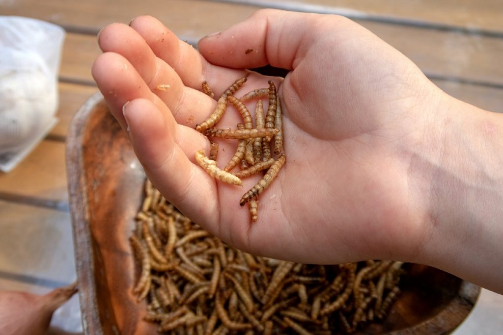 Insectivores | 90 Rue Brisebois, Trois-Rivières, QC G9B 0A5, Canada | Phone: (581) 984-5001