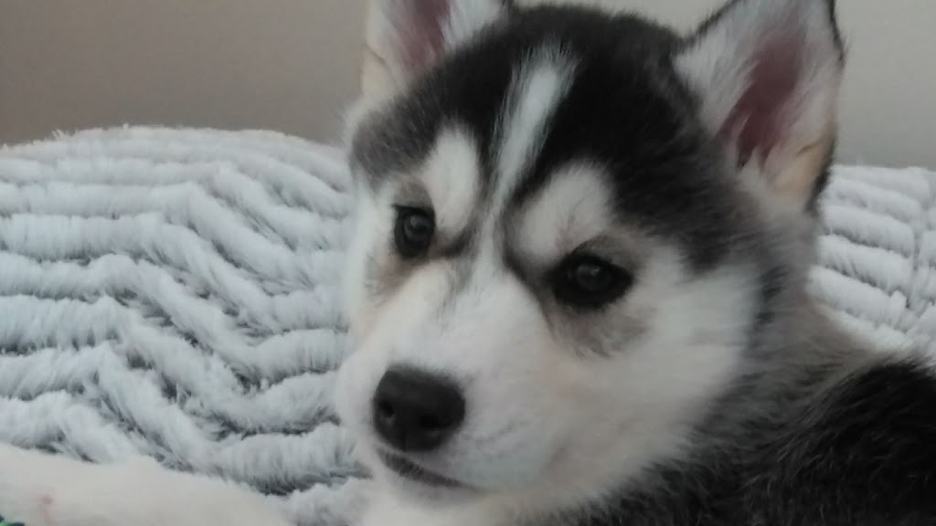 Snowsong Siberians and Cockapoos | 43 Albert St, Clinton, ON N0M 1L0, Canada | Phone: (519) 441-8183