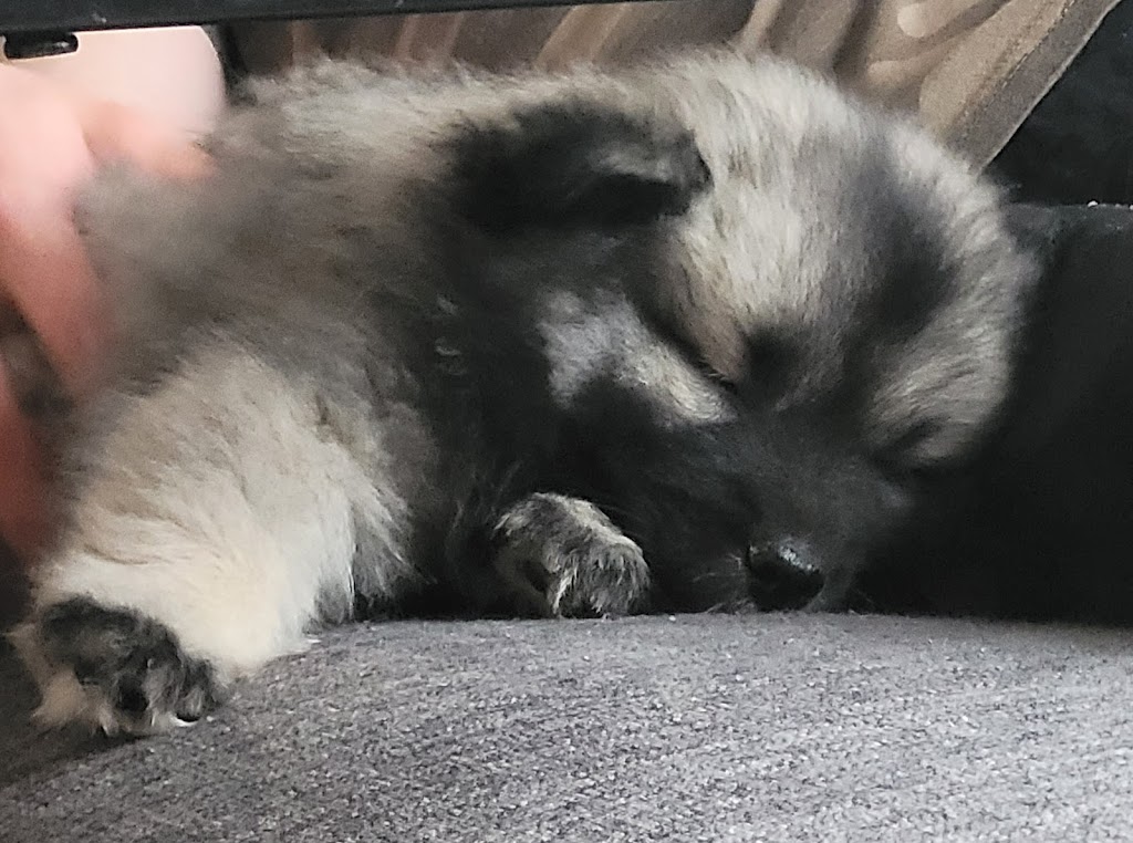 Sweet Home Keeshond | 591 6e rang, Saint-Rosaire, QC G0Z 1K0, Canada | Phone: (819) 350-9082