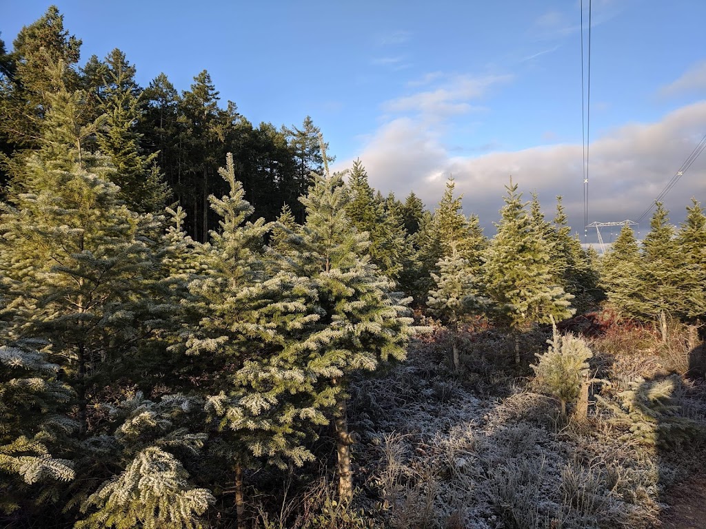 Whiskey Creek Christmas Tree Farm | Melrose Rd, Qualicum Beach, BC V9K 2M9, Canada | Phone: (250) 661-9528