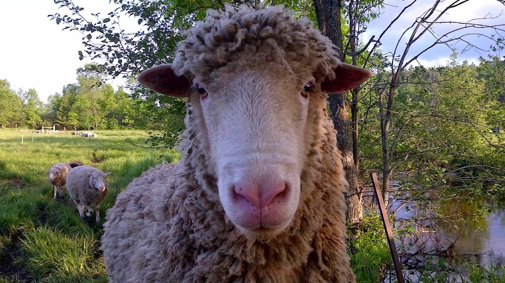 Alder Creek Farm | 620 Roesler Rd, Golden Lake, ON K0J 1X0, Canada | Phone: (613) 717-3795