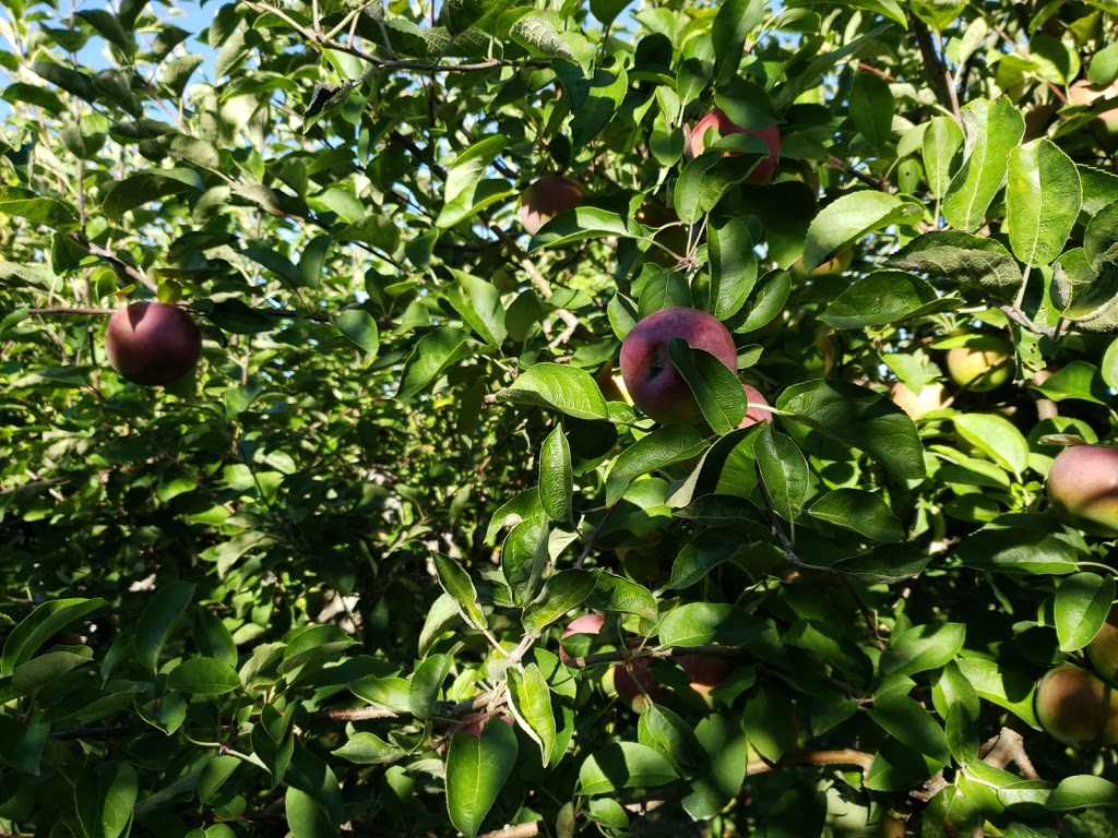 Willowbank U-Pick Farm | Starrs, 110 Starrs Point Loop, Port Williams, NS B0P 1T0, Canada | Phone: (902) 542-9153