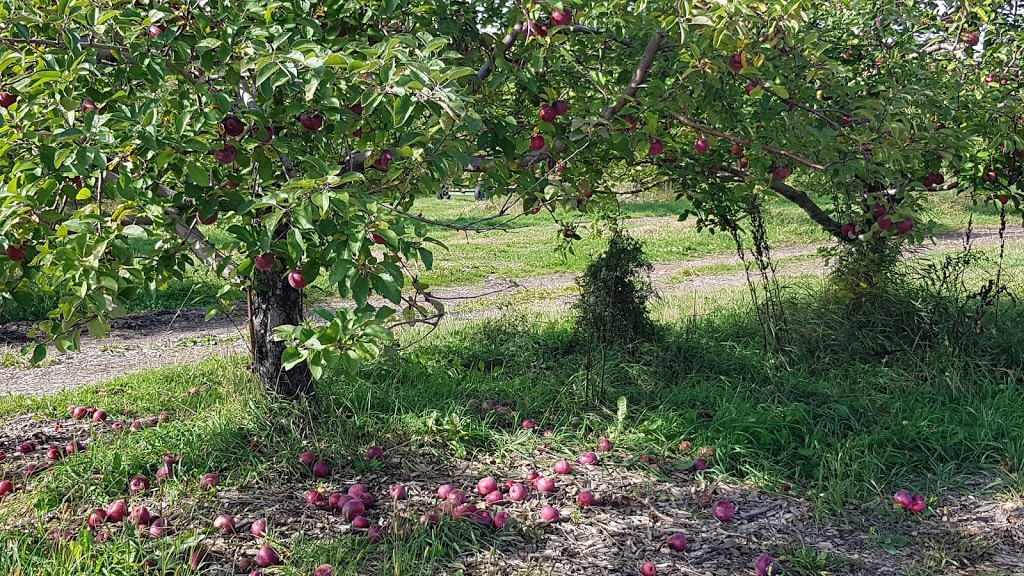 Cidrerie Verger Léo Boutin | 710 Rang de la Montagne, Sainte-Angèle-de-Monnoir, QC J0L 1P0, Canada | Phone: (450) 346-3326