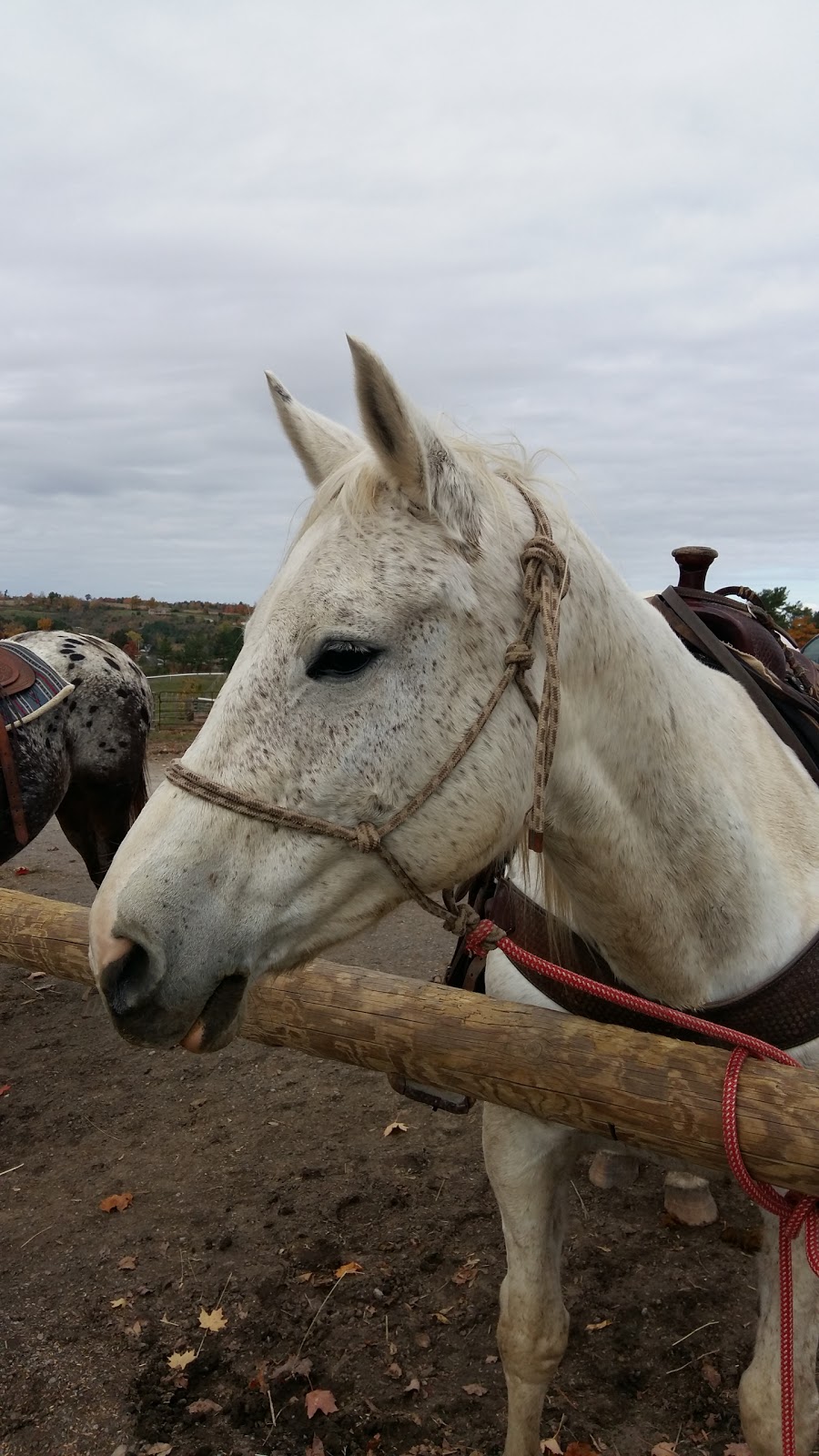 Maple Crescent Farm | 9741 County Rd 10, Campbellcroft, ON L0A 1B0, Canada | Phone: (905) 797-2598