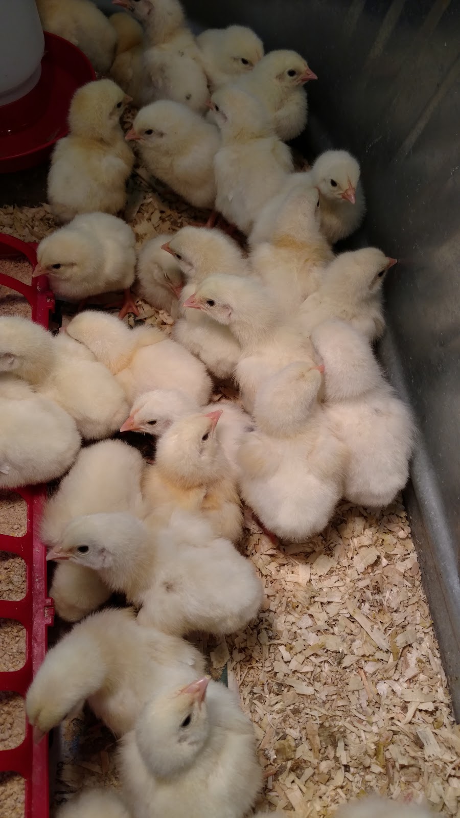 Family Farm & Home | 66875 Gratiot Ave, Richmond, MI 48062, USA | Phone: (586) 727-4364