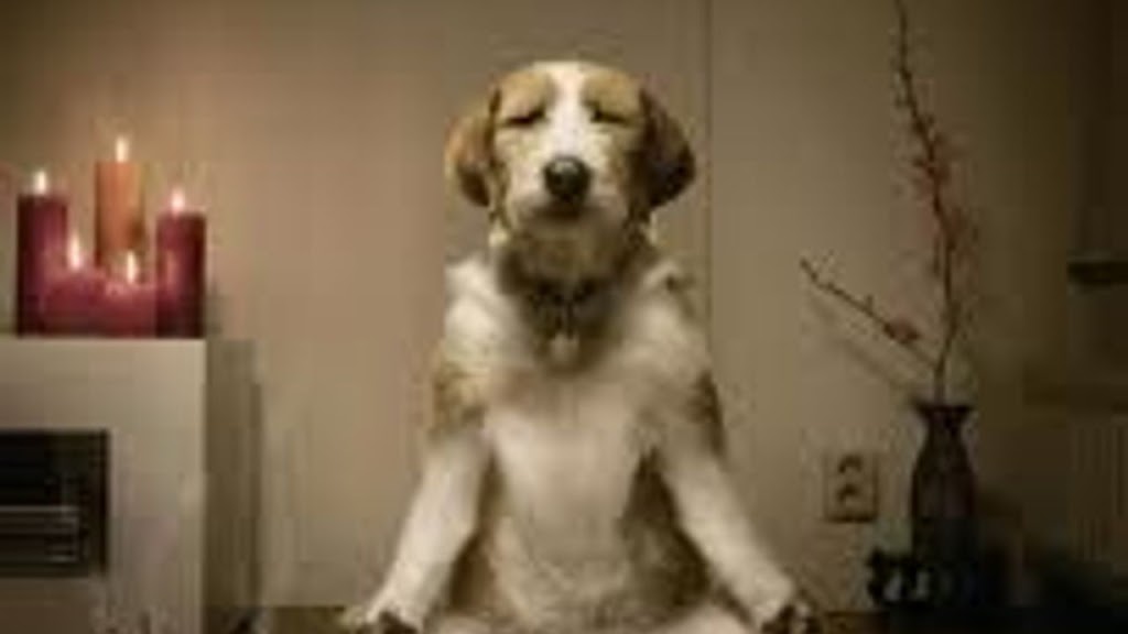 Torys Grooming | 80 Concession Rd 8 E, Tiny, ON L0L 2J0, Canada | Phone: (705) 717-7187