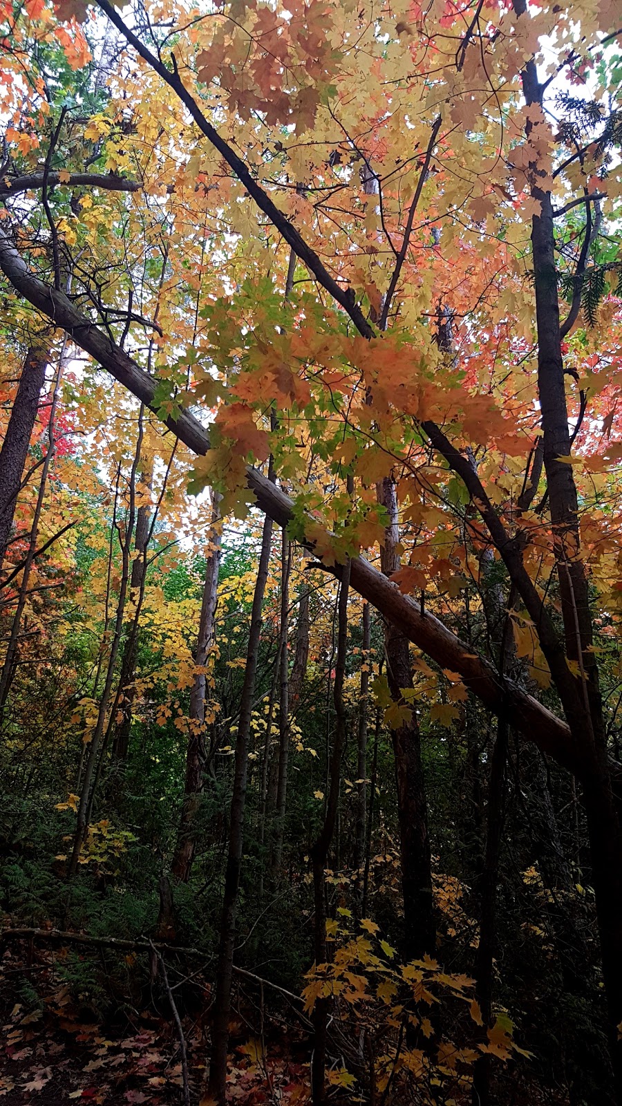 Cedar Valley Conservation Area | 1655 Canadore Crescent, Oshawa, ON L1G 8A6, Canada | Phone: (905) 436-3311