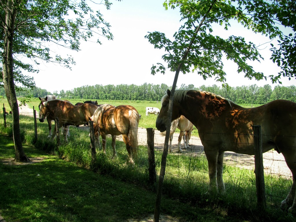 Société de conservation, dinterprétation et de recherche de Ber | Rue de Frontenac, Saint-Ignace-de-Loyola, QC J0K 2P0, Canada
