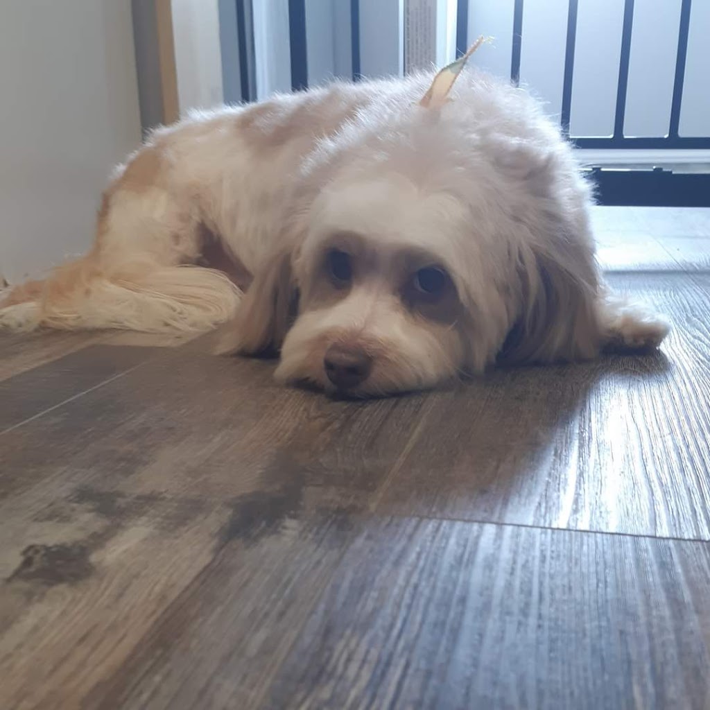 Unleashed Pet Styling | 101 Thames St N, Ingersoll, ON N5C 3C9, Canada | Phone: (587) 982-3955