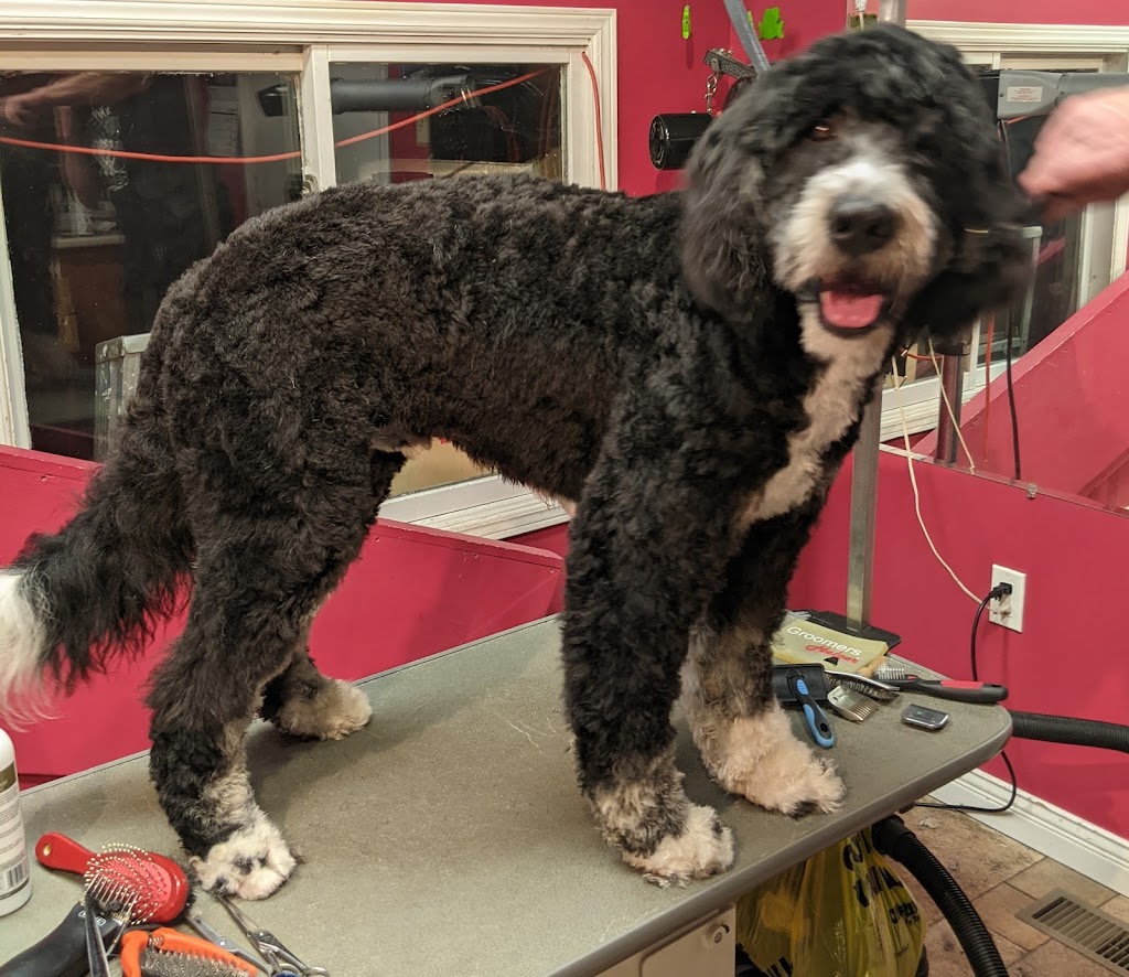 Shaggy Doos | 29 Laurie Crescent, Barrie, ON L4M 6C7, Canada | Phone: (705) 220-3667