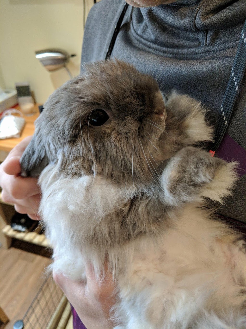 Big Bay Animal Hospital | 350 Big Bay Point Rd, Barrie, ON L4N 8A8, Canada | Phone: (705) 735-1414