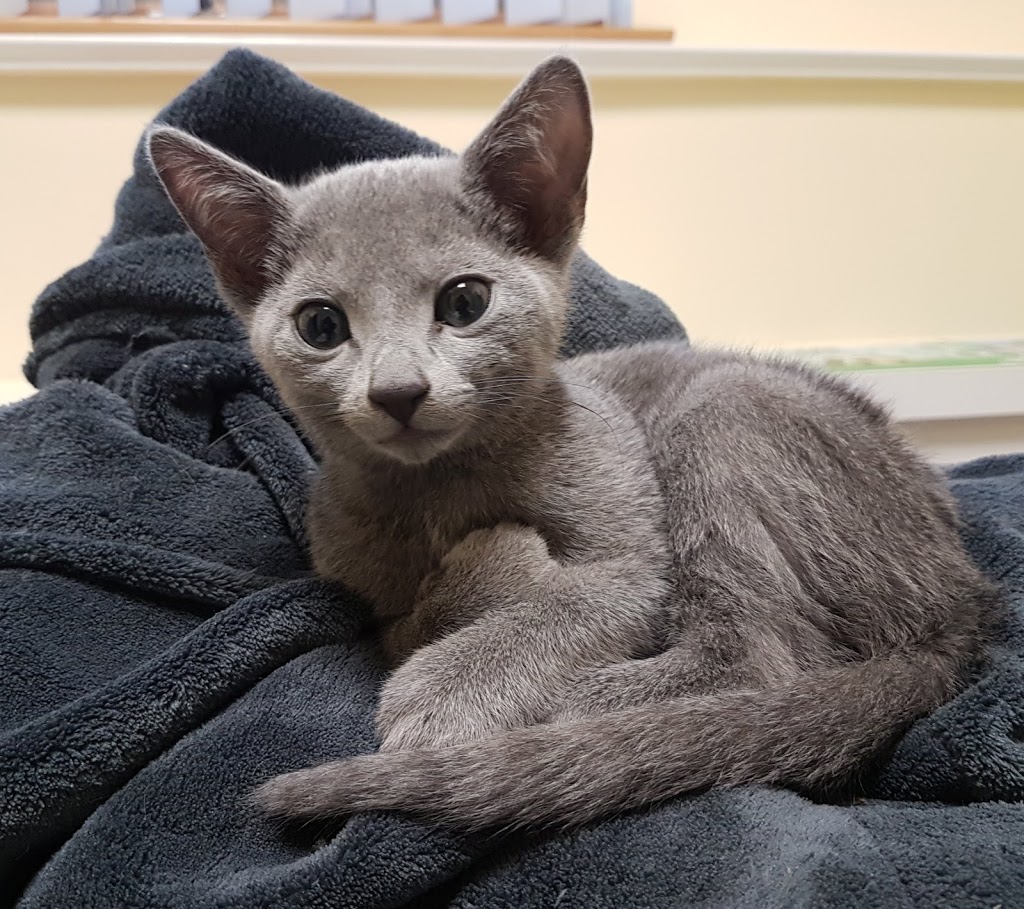 Don Head Village Animal Clinic | 737 Carrville Rd, Richmond Hill, ON L4C 6E5, Canada | Phone: (905) 707-9059