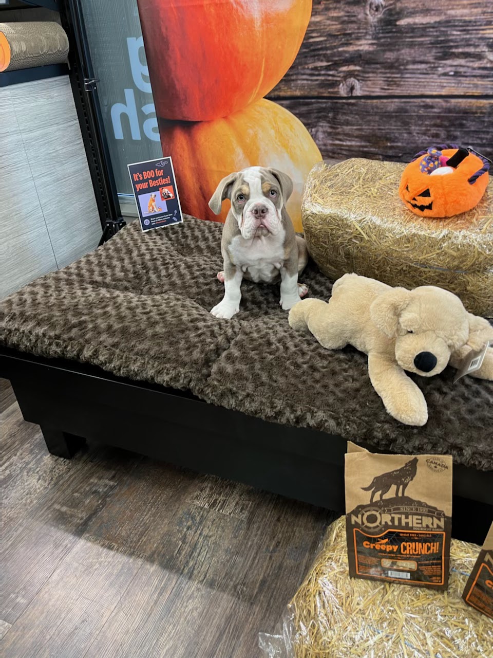 Pet Valu | 12 Elizabeth St, Brighton, ON K0K 1H0, Canada | Phone: (613) 475-4050