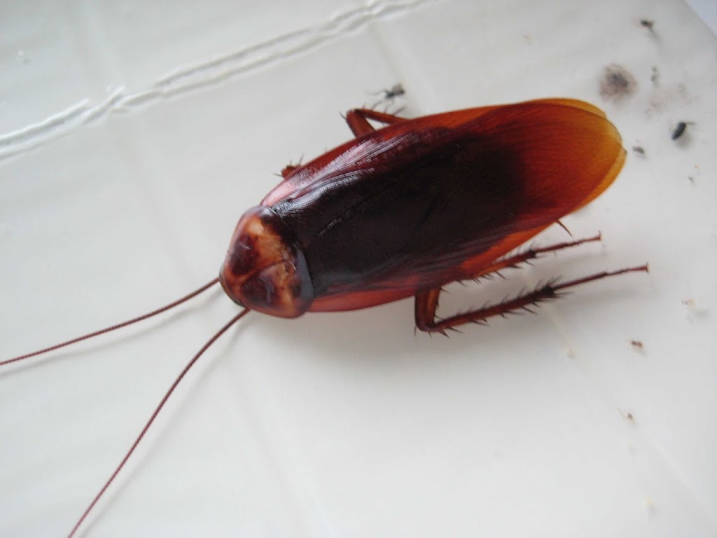 Pestend Pest Control Brampton | 2 County Ct Blvd Suite 400, Brampton, ON L6W 3W8, Canada | Phone: (416) 749-9200